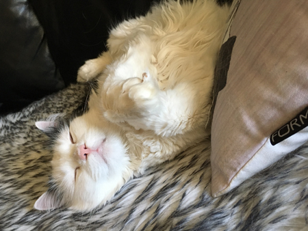 Citrus sover på fällen