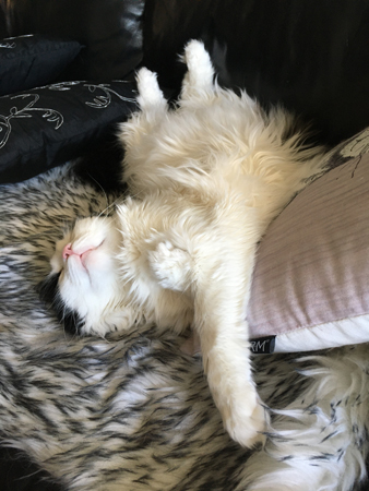 Lucifer sover på fällen i soffan 1