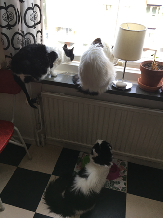 Mini och Citrus i köksfönstret Lucifer på golvet