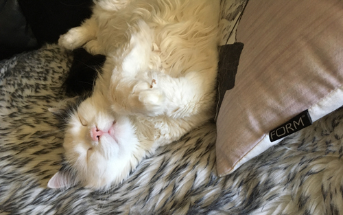 Citrus sover på fällen med framtassarna uppe