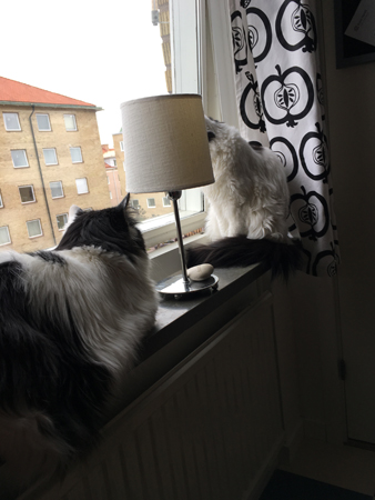 Lucifer och Citrus tittar ut genom köksfönstret