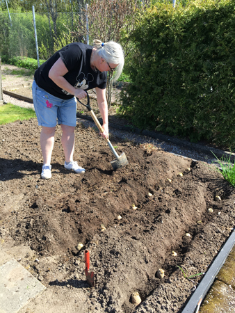 Anna gräver lagom djupt i potatislandet