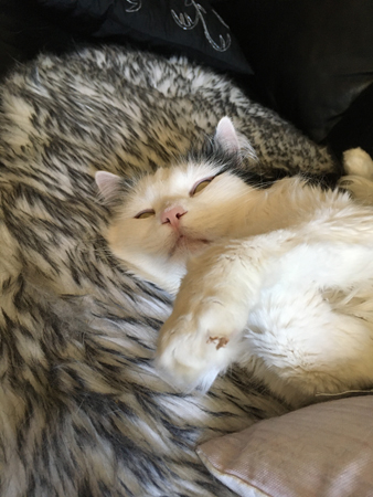 Citrus på väg att vakna