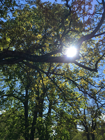 Sol genom träden i Höganäsparken