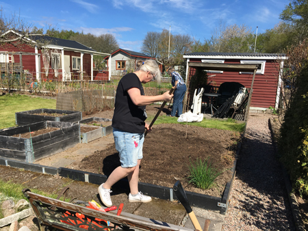 Anna och Slottsfrun krattar