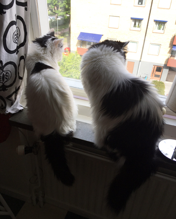 Citrus och Lucifer i köksfönstret