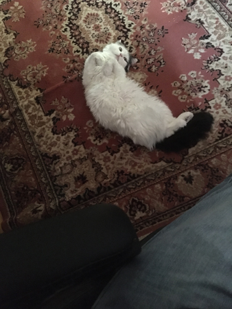 Citrus på Bokrumsmattan