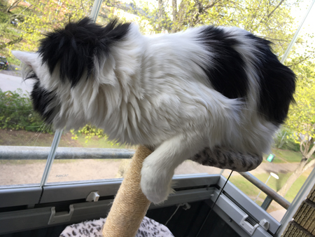 Lucifer på balkongen