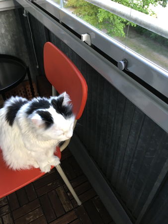 Citrus på en köksstol på balkongen