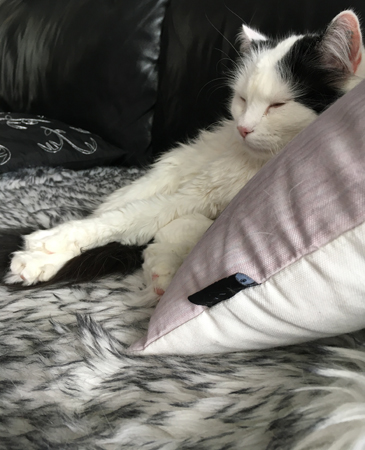 Citrus på fällen vid soffkudden