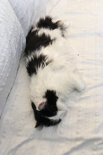 Lucifer på balkongsoffan