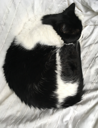 Mini på vita överkastet på balkongsoffan