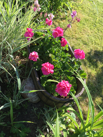 Pelargoner i Slottsträdgården