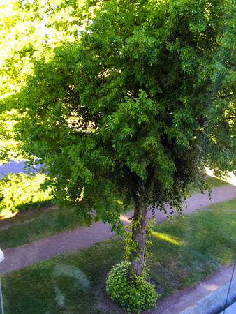 Träd utanför balkongen