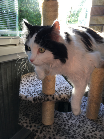 Lucifer hänger på balkongens klätterpelare