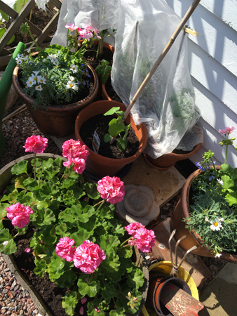 Tomater bakom skydd blommor vid husväggen