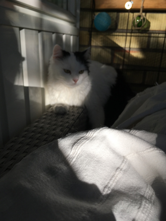 Citrus på ryggen till balkongsoffan