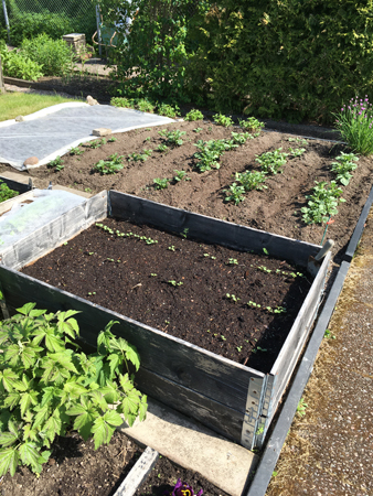 Potatis och grönsaker på g