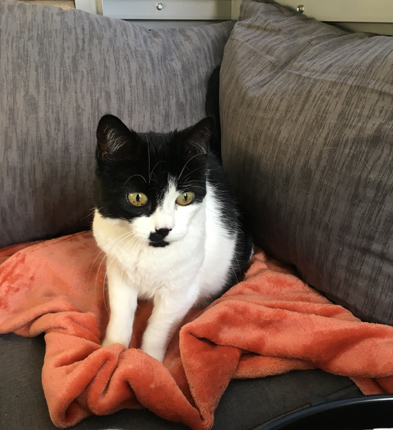 Mini på filten på balkongen