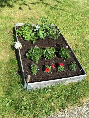 Örter och blommor i pallkrage