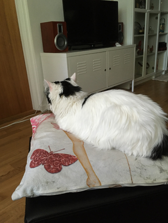 Citrus på kudden på min fotpall