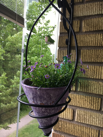 Lila ampel med lila blommar på vår balkong