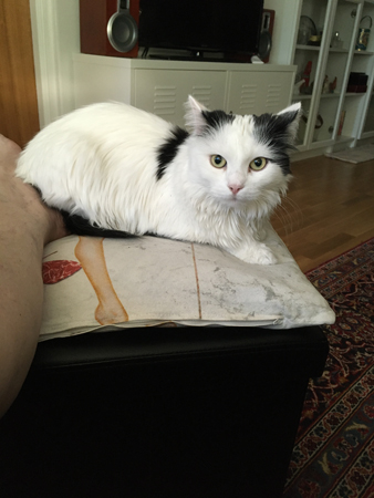 Citrus på min fotpall vänd mot mig