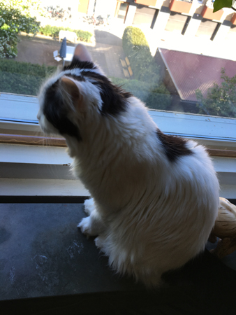 Citrus i Djungelrumsfönstret