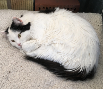 Citrus på filt på balkongen