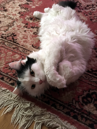 Citrus på mattan i Bokrummet