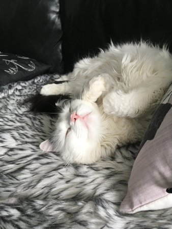 Citrus sover på rygg