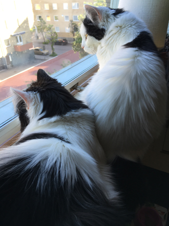 Lucifer och Citrus trängs i köksfönstret