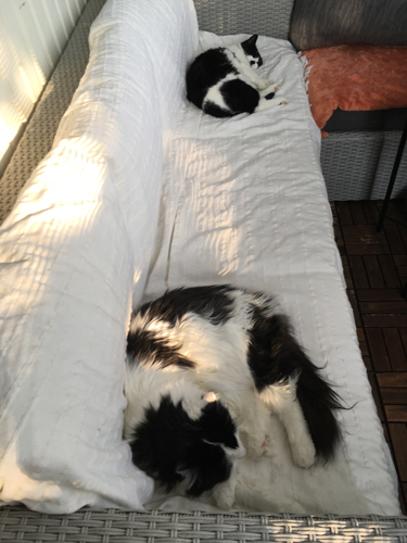 Soffhäng på balkongen Mini och Lucifer