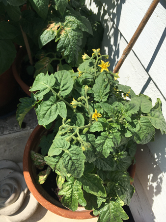 Tomaterna har blommor