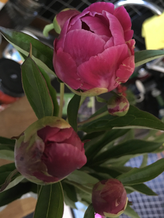 Pioner från Slottsträdgården