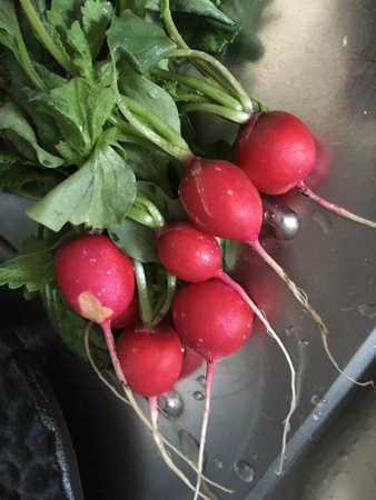 Rädisor första skörden