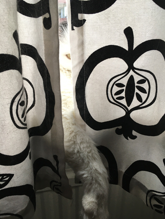 Citrus öga bakom köksgardinen