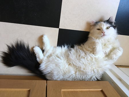 Citrus på rygg på köksgolvet