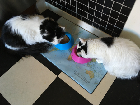 Lucifer och Citrus vid matskålarna