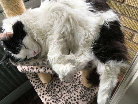 Lucifer sover på klätterpelaren på balkongen