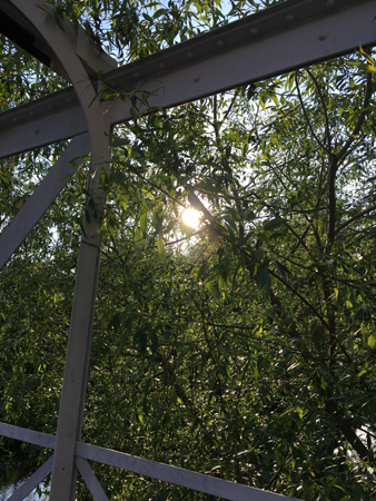 Solen skymtar bakom trädgrenar
