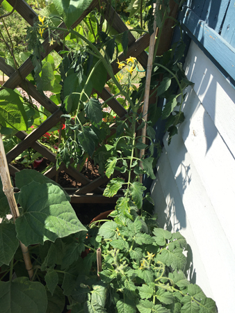 Tre tomatplantor och Annas physalisplanta