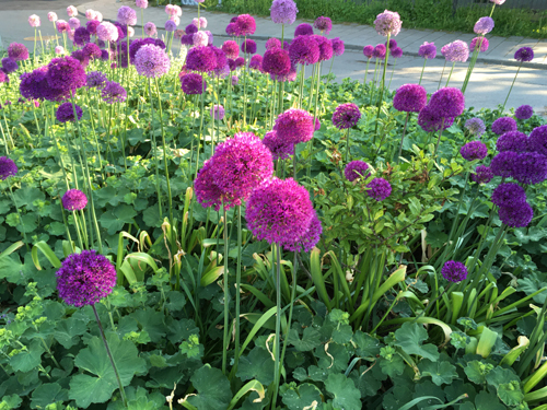 Allium