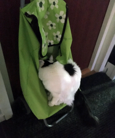 Citrus på väg ner i Dramaten