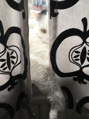 Citrus tittar fram bakom köksgardinen