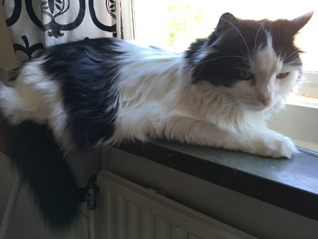 Lucifer i köksfönstret