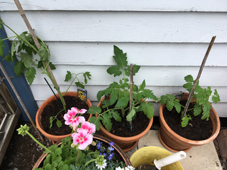 Tomater gula busk och röda körbär