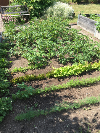 Vårt potatis- o grönsaksland