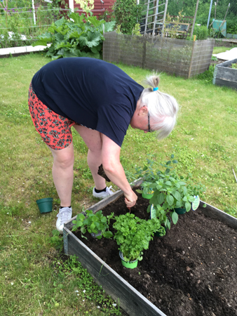 Anna planterar örter