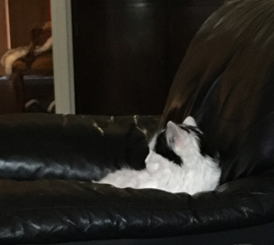 Citrus tittar på tv i Annas fåtölj